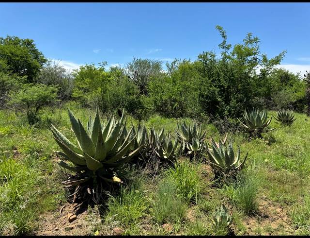 56HA FARM FOR SALE IN WEENEN